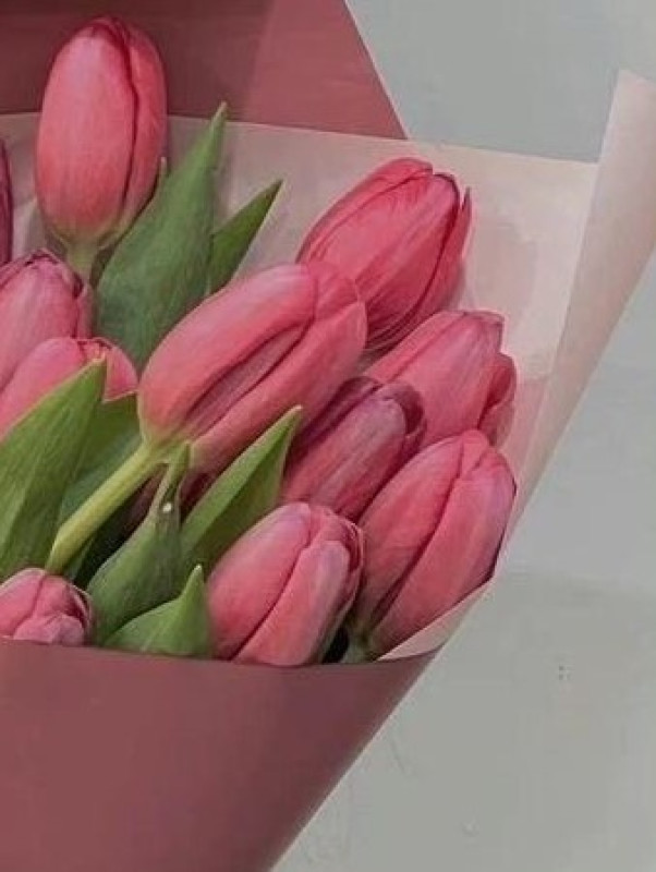 tulip7 roz